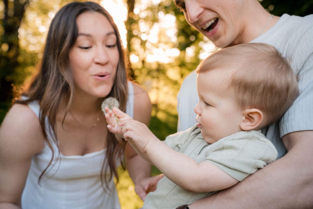 A baby looks at a dandelion while held during a golden sunset photo session outdoors.