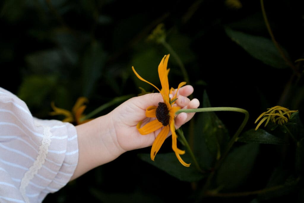 Little hand reaches out to touch a yellow flower in the Rosengarten in Munich.