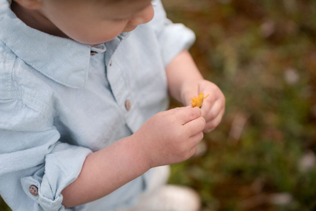 Close-up of a toddler's hands holding a tiny yellow wildflower during a family photoshoot in Trudering