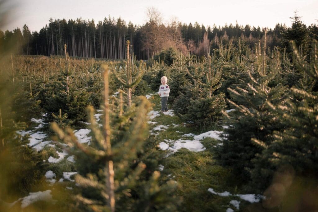 Toddler standing among rows of young Christmas trees and patches of snow at a tree farm near Munich